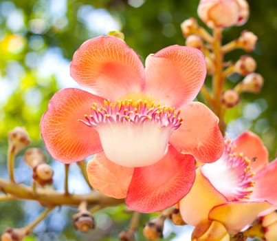 Flowers in the garden of colorful flowers are blooming beautifully.