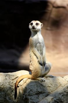 Small animal called Meerkat watching.
