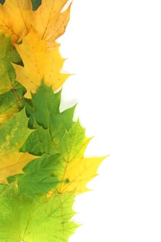 Autumn leaves on edge with white space