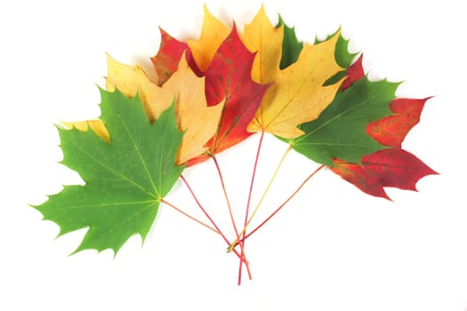 Autumn leaves spread with white space
