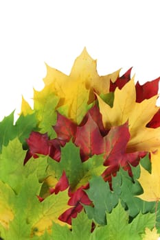 Autumn leaves splay with white space