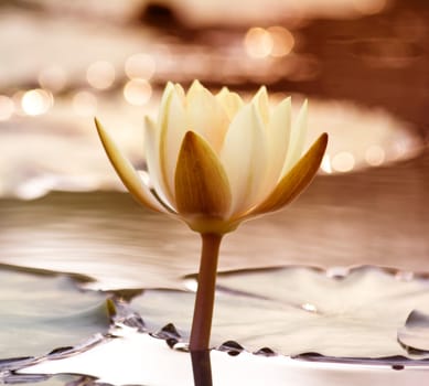 White lotus in the pond in the evening.