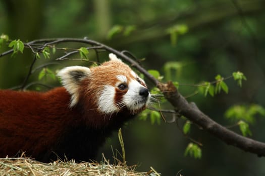 Red panda