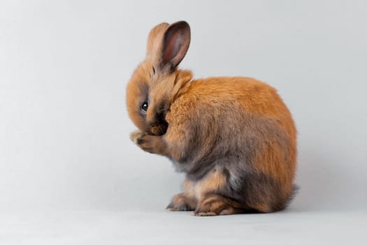 Rabbit
