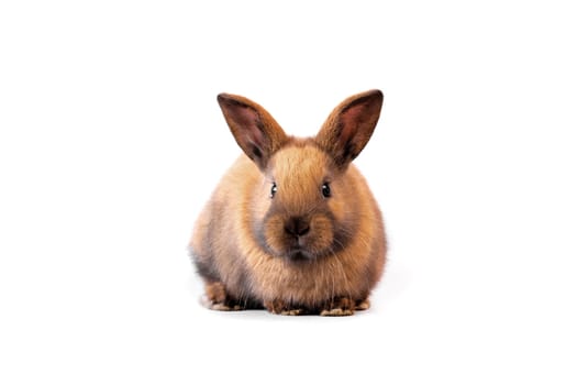 Rabbit