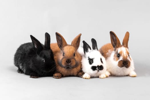 Rabbit