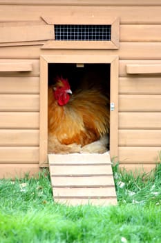 Chicken in coup
