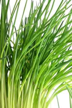 Chive herbs on white background