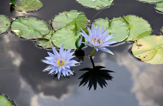 Beautiful pink lotus flower blossoming in the natural pond.