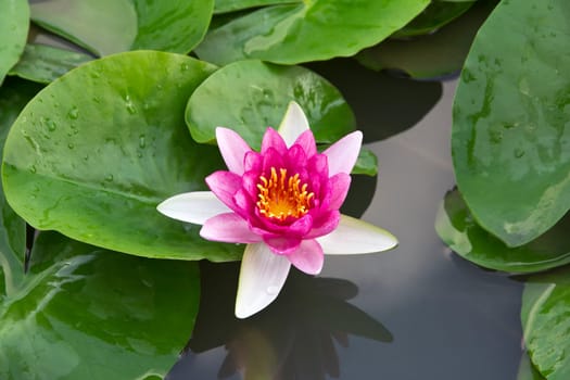 Beautiful pink lotus flower blossoming in the natural pond.
