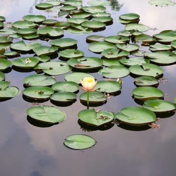 lotus flower atop lily pads in a calm reflection pond