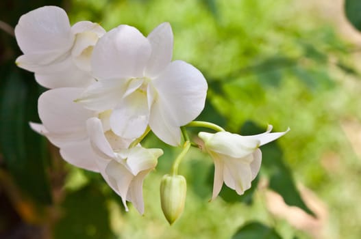 Beautiful orchid