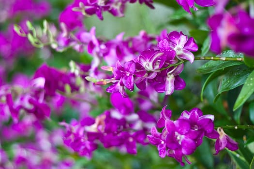 Beautiful orchid