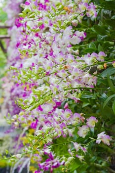 Beautiful orchid