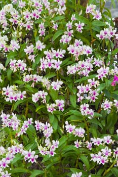 Beautiful orchid