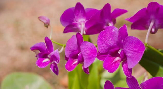 Beautiful orchid