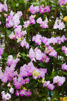 Beautiful orchid
