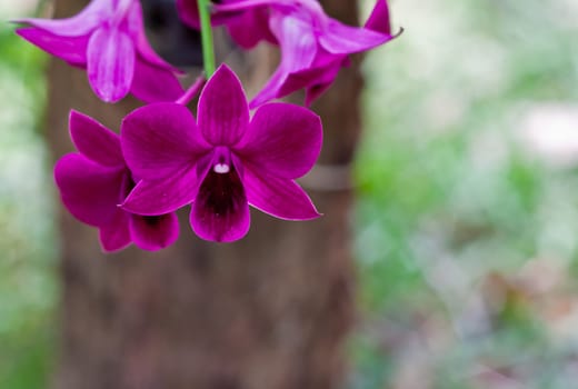 Beautiful orchid
