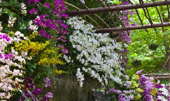 Beautiful orchid