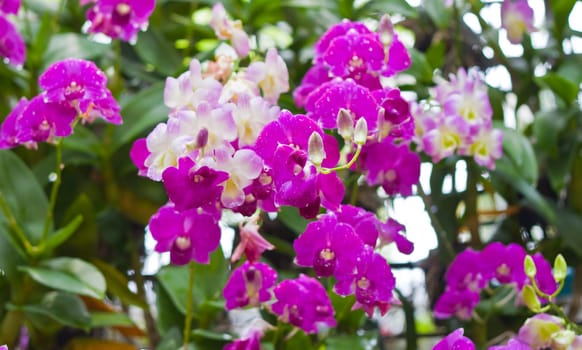 Beautiful orchid