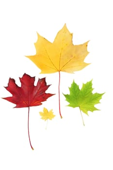 Autumn leaves isolated on white