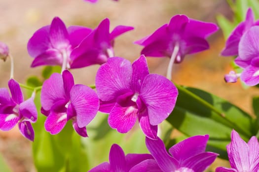 Beautiful orchid