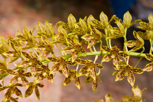 Beautiful orchid