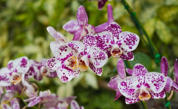 Beautiful orchid