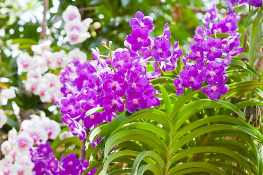Beautiful orchid