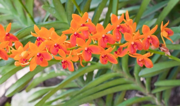 Beautiful orchid