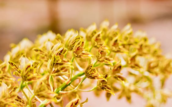 Beautiful orchid