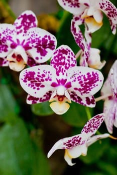 Beautiful orchid