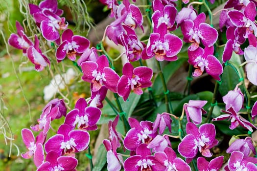 Beautiful orchid