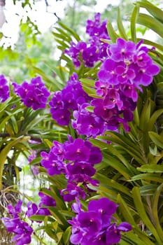 Beautiful orchid
