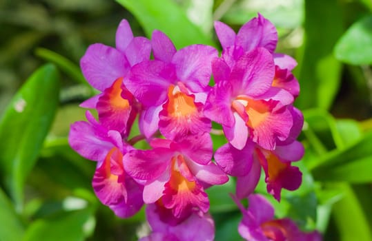 Beautiful orchid