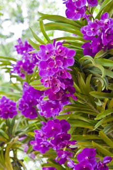 Beautiful orchid