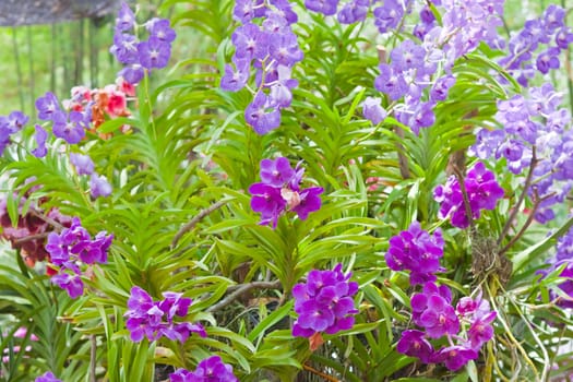 Beautiful orchid