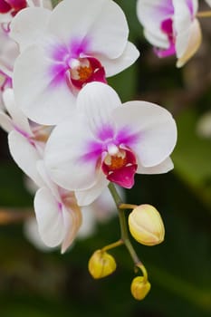 Beautiful orchid