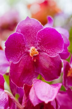 Beautiful orchid