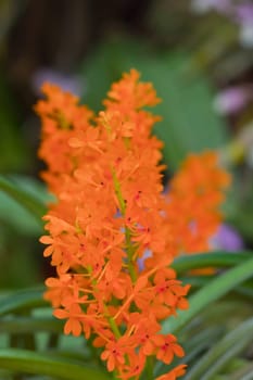 Beautiful orchid