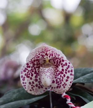 Beautiful orchid