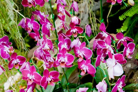 Beautiful orchid