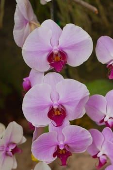 Beautiful orchid