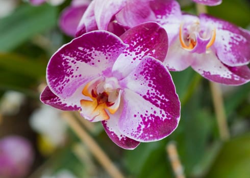 Beautiful orchid