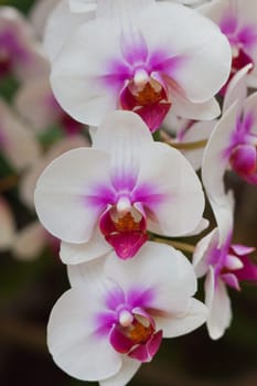 Beautiful orchid