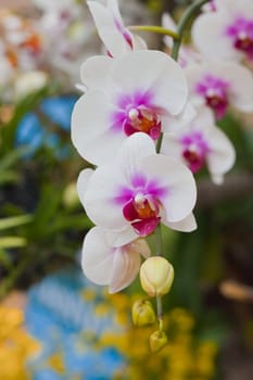 Beautiful orchid