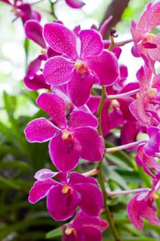 Beautiful orchid