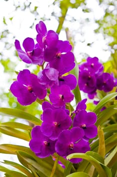 Beautiful orchid