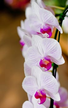 Beautiful orchid
