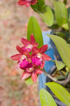 Beautiful orchid